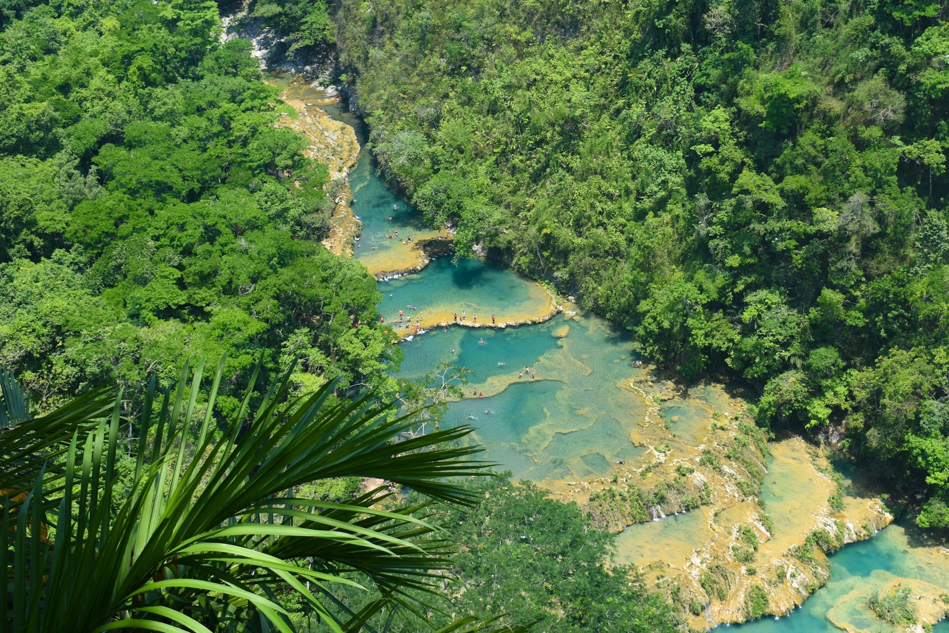 a river in the middle of a lush green forest